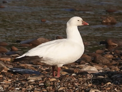 Ross's Goose